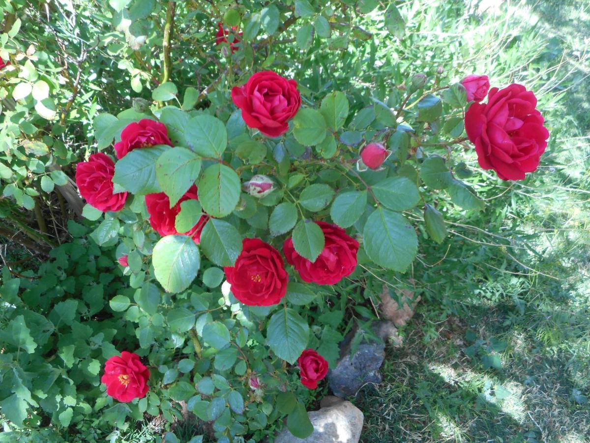 Violet Rose B&B Winslow Ngoại thất bức ảnh